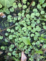 Hydrocotyle moschata