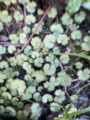 Hydrocotyle moschata