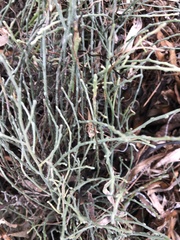 Limonium carolinianum