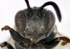 Psenulus fuscipennis