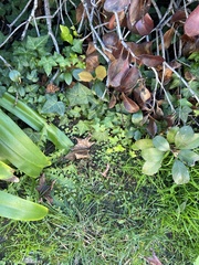 Hydrocotyle moschata