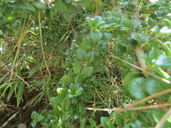 Rhaphithamnus spinosus