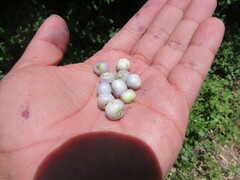 Rhaphithamnus spinosus