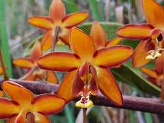 Eriopsis biloba