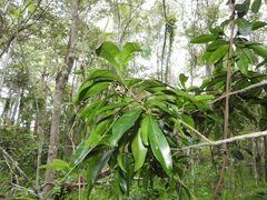 Planchonella chartacea