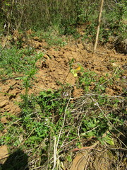 Vicia grandiflora