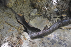 Mannophryne trinitatis