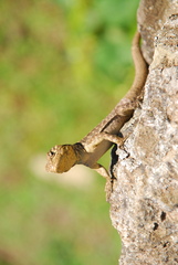 Stenocercus crassicaudatus