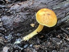 Gymnopilus rufescens