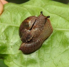 Stanisicarion freycineti