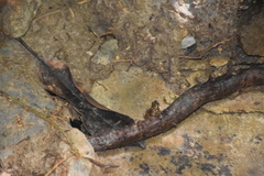 Mannophryne trinitatis