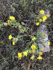 Rayjacksonia phyllocephala