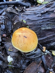 Gymnopilus rufescens