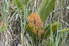 Eriopsis biloba