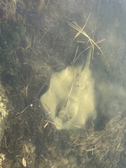 Hemitrygon fluviorum