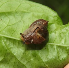 Stanisicarion freycineti