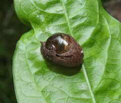 Stanisicarion freycineti