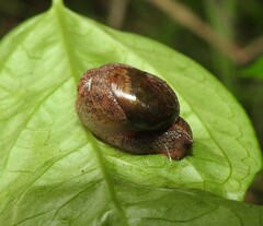 Stanisicarion freycineti