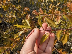 Ximenia americana