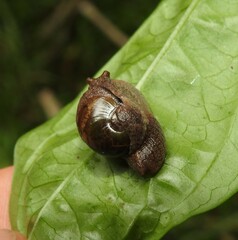 Stanisicarion freycineti