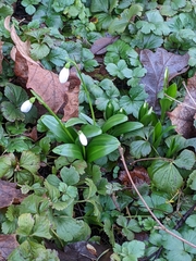 Galanthus woronowii