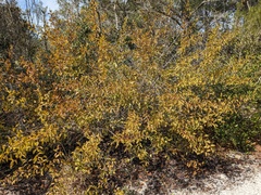 Ximenia americana