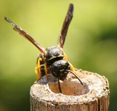 Gymnomerus laevipes