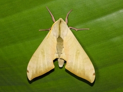 Pseudoclanis postica