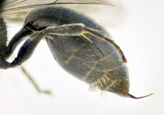 Psenulus fuscipennis