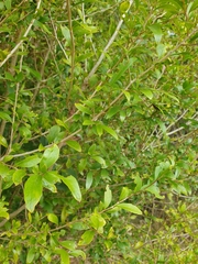 Pittosporum viscidum