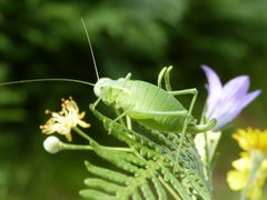 Isophya pyrenaea