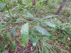 Pavetta australiensis