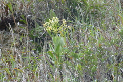 Epidendrum lacustre