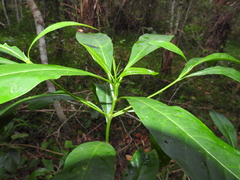 Pavetta australiensis