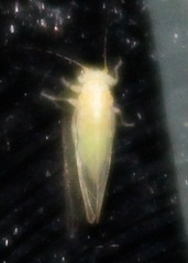 Cacopsylla annulata
