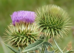 Cirsium ciliatum