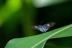 Pythonides lancea
