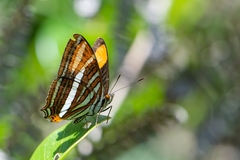 Adelpha syma