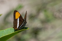 Adelpha syma