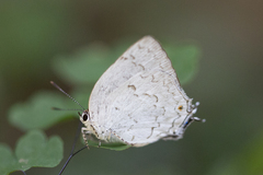Ostrinotes sophocles