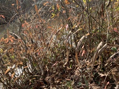 Chasmanthium latifolium