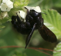 Xylocopa