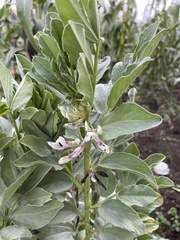 Vicia faba