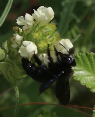 Xylocopa