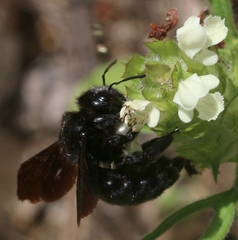 Xylocopa
