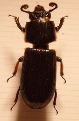 Passalus