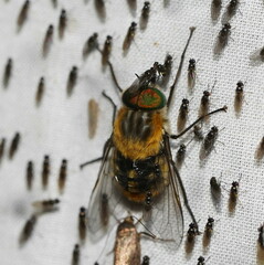 Scaptia auriflua