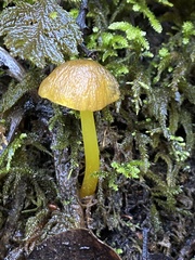 Pluteus romellii