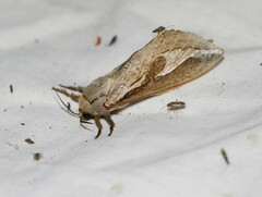 Abantiades labyrinthicus