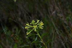Epidendrum lacustre